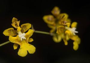 Oncidium ornithorhynchum