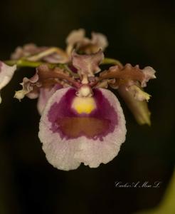 Oncidium fuscatum