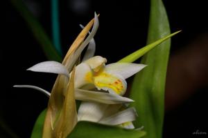 Coelogyne cumingii