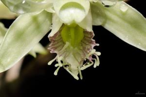 Dendrobium delacourii