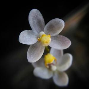 Chiloschista phyllorhiza