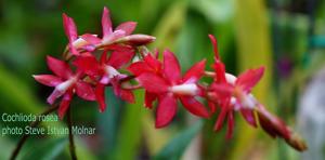 Oncidium roseoides