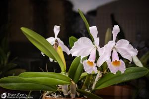 Cattleya schroederae