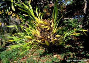 Oncidium sphacelatum