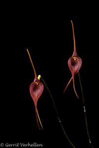 Masdevallia ayabacana