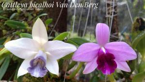 Cattleya bicalhoi