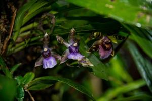 Zygopetalum maxillare