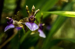 Zygopetalum maxillare