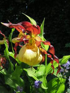 Cypripedium calceolus