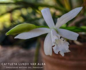 Cattleya lundii