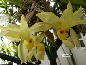 Stanhopea warszewicziana