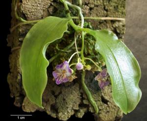 Phalaenopsis appendiculata