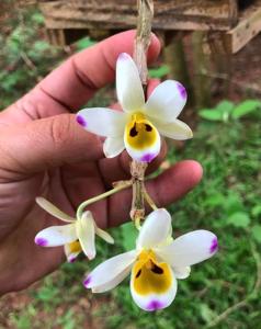 Dendrobium wardianum