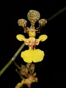 Trichocentrum cebolleta