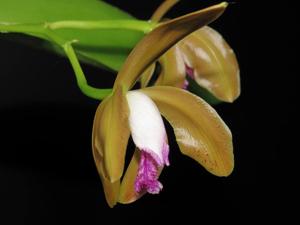 Cattleya porphyroglossa