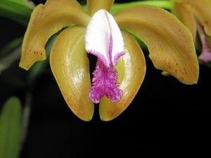 Cattleya porphyroglossa