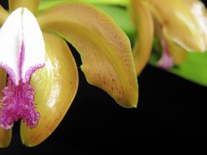 Cattleya porphyroglossa