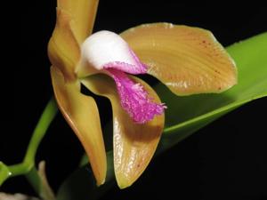 Cattleya porphyroglossa