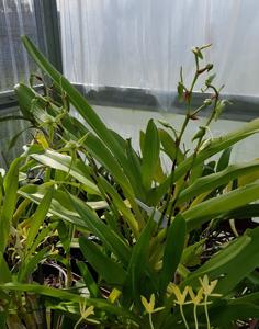 Angraecum eburneum