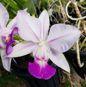 Cattleya walkeriana