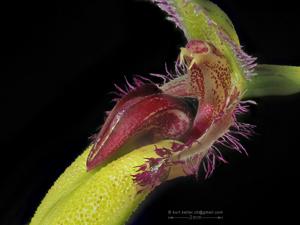 Bulbophyllum fascinator