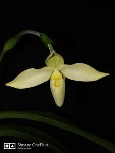 Phragmipedium besseae