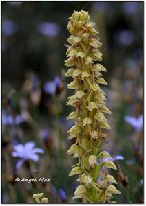 Orchis anthropophora