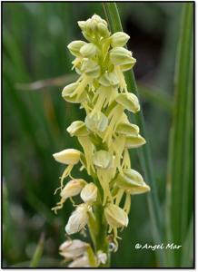 Orchis anthropophora