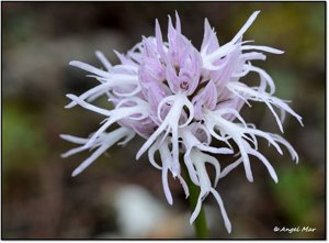 Orchis italica