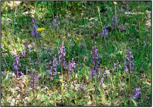 Orchis mascula