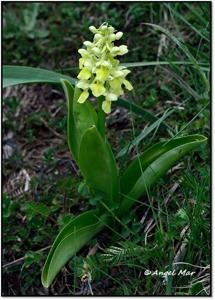 Orchis pallens