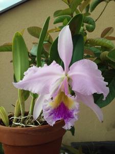 Cattleya gaskelliana