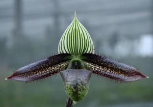 Paphiopedilum wardii