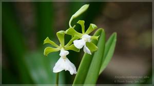 Encyclia cordigera