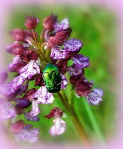 Orchis purpurea