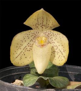 Paphiopedilum concolor