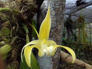 Bulbophyllum lobbii