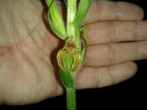 Sarcoglottis ventricosa