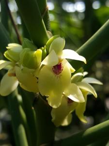 Luisia primulina