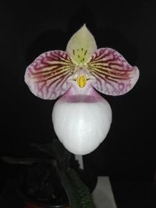 Paphiopedilum micranthum