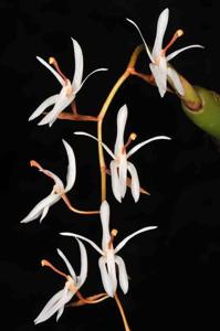 Coelogyne porrecta
