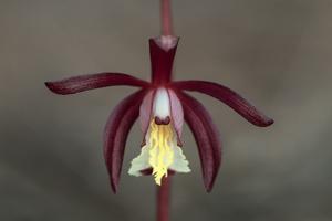 Hexalectris warnockii