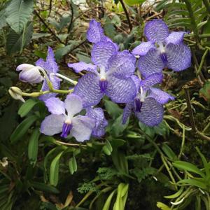 Vanda coerulea