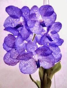 Vanda coerulea