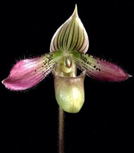 Paphiopedilum acmodontum