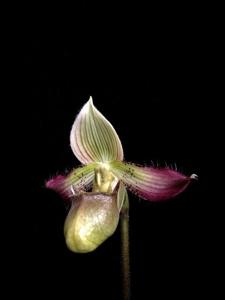 Paphiopedilum acmodontum