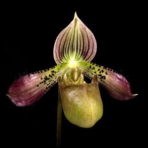 Paphiopedilum acmodontum