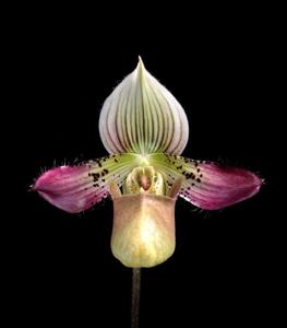 Paphiopedilum acmodontum