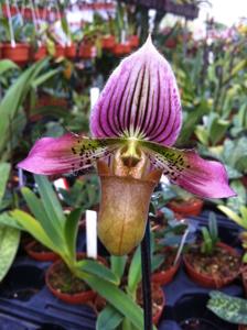 Paphiopedilum acmodontum