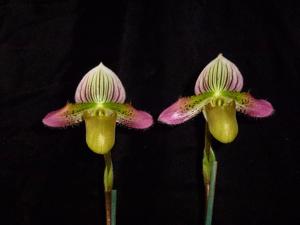 Paphiopedilum acmodontum